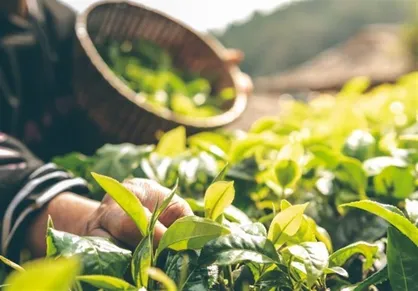 فراخوان ایده&zwnj;پردازی در حوزه گیاهان دارویی، گردشگری و صنایع دستی در گلستان منتشر شد