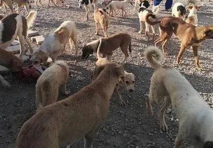 سگ&zwnj;های ولگرد در دماوند میش را زنده زنده خوردند + فیلم