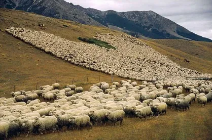 کشف ۷۳ هزار رأس دام قاچاق در مناطق صفر مرزی/ تأیید قاچاق دام ماده برای ضربه&zwnj;زدن به تولید کشور