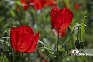 شقایق وحشی