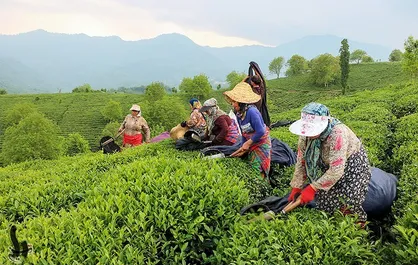 آغاز پرداخت تسهیلات کم&zwnj;بهره به چایکاران شمال کشور