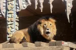 باغ وحش ارم سبز 