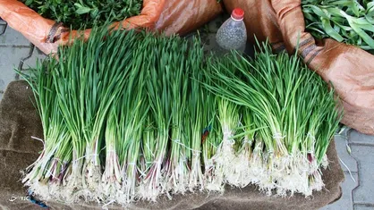 برداشت بی&zwnj;رویه گیاهان دارویی، نسل ۱۳ گونه ارزشمند را در معرض خطر قرار داد