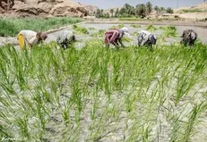 آمار متناقض سطح زیر کشت برنج