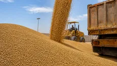 خرید تضمینی ۳۰ هزار تن گندم در کردستان/ راه‌اندازی ۲۰ مرکز خرید