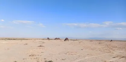 مرگ تالاب الله&zwnj;آباد قزوین را تهدید می&zwnj;کند؛ چاره&zwnj;اندیشی شود