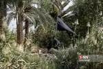 دیوانیه