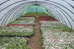 صدای پای بهار