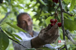 برداشت گیلاس