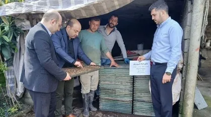 نخستین خزانه&zwnj;گیری مکانیزه برنج در آستارا اجرا شد