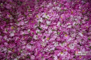  برداشت گل محمدی در قم 