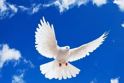 ۸ پرونده در دشت آزادگان به صلح و سازش ختم شد