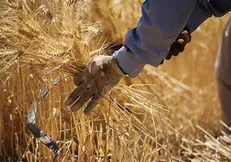 شورای اقتصاد پیشنهاد افزایش ۲۰ درصدی قیمت گندم را نپذیرفت