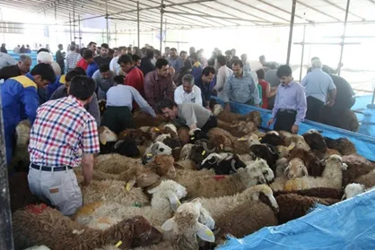 اسامی ۹۷ مرکز عرضه بهداشتی دام زنده برای عید قربان در تهران