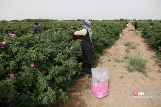  برداشت گل محمدی در قم 