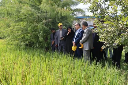 رونمایی از ۳ گونه جدید پرمحصول برنج ایرانی/ کاهش ۲۵ درصدی مصرف آب گونه&zwnj;های جدید برنج
