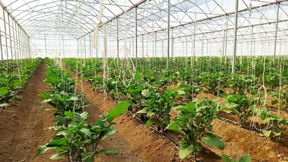 ۴۰۰ میلیون دلار صادرات محصولات گلخانه&zwnj;ای انجام شد