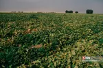برداشت طالبی از مزارع قم