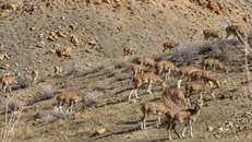 پایش جمعیت گونه‌های شاخص حیات‌وحش در البرز جنوبی آغاز شد