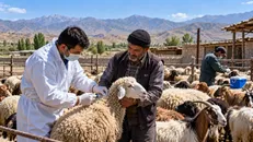 واکسیناسیون ۸۸۴ هزار رأس دام سبک علیه آبله در قزوین