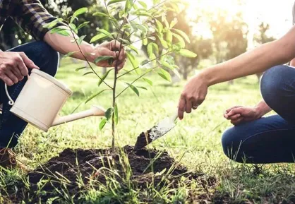 کاشت ۱۰ هزار نهال در همدان با بهره&zwnj;گیری از پساب فاضلاب