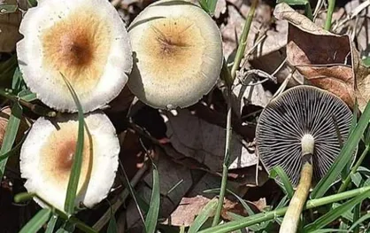 مسمومیت با قارچ سمی و چگونگی درمان آن