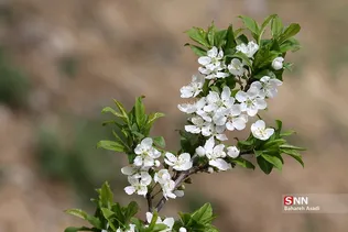 چند قدم مانده تا بهار