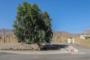  روستای چم گز به دلیل آب و هوای گرم و خشکی که دارد،فاقد طبیعت سبز می باشد و تنها چند درخت در روستا وجود داشته که یکی از این درختان در نزدیکی خانه این خانواده واقع شده و گاهی شاطلا و همسرش اوقاتی را زیر سایه این درخت می گذرانند.