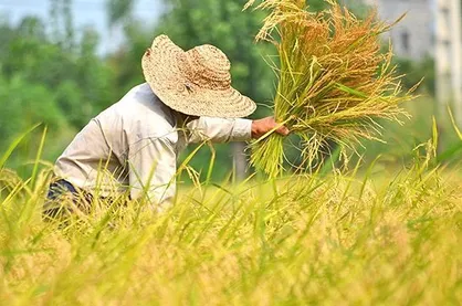 گیلان سومین استان کشور در افزایش دمای سال زراعی شد