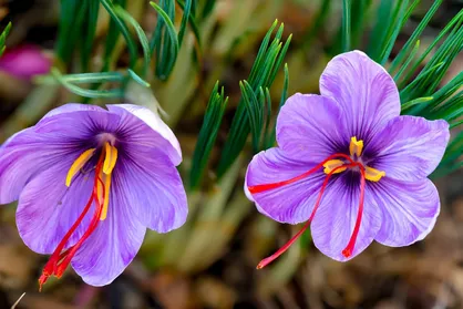 اطلاعیه&zwnj; بورس کالا درباره خرید زعفران