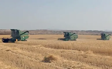 عملیات کنترل سن مادر در ۶۳ هزار هکتار از مزارع گندم استان زنجان اجرا شد