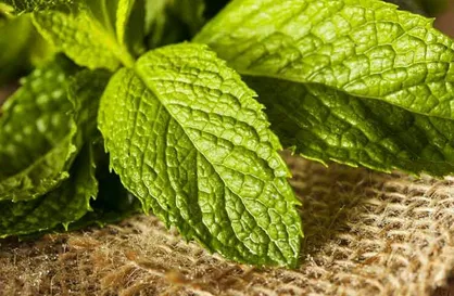نسخه طب سنتی برای درمان کم خرج بیماری&zwnj;های معده/ یک مسکن طبی از دل طبیعت برای کاهش درد