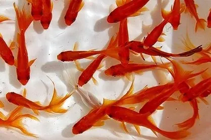 توصیه&zwnj;های بهداشتی درباره نگهداری ماهی قرمز در ایام کرونایی