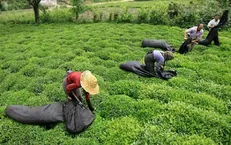 پرداخت ۸۲ میلیارد تومان از بدهی دولت به چایکاران