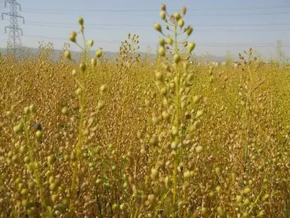 خرید دو هزار و ۱۰۰ تن کلزا از کشاورزان لرستان