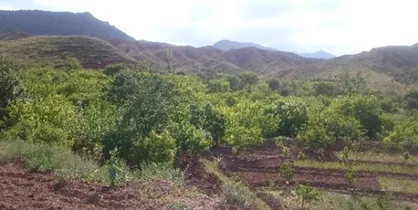 شهرداری به دلیل شناسنامه باغات تذکر گرفت