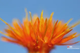 new