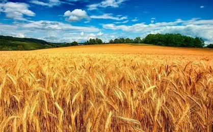 پیش&zwnj;بینی برداشت ۱۵۰ هزار تن گندم در کهگیلویه و بویراحمد / خرید تضمینی در ۱۱ مرکز ادامه دارد