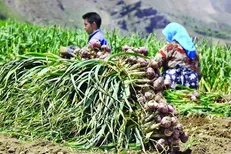بسیج دانشجویی دانشگاه آزاد همدان پیگیر مشکلات کشاورزی استان است