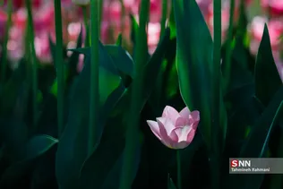فصل بهار و میهمانی لاله ها