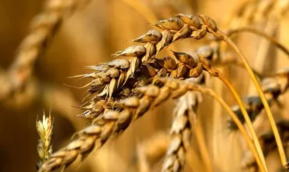 تولید ارقام گندم مقاوم به خشکی برای دیمزار&zwnj;ها