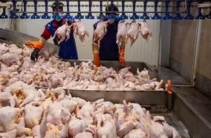 جویبار ۱۰ درصد گوشت سفید مازندران را تامین می کند