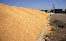 آغاز رسیدگی به پرونده کشف ۱۸۶ تن گندم تقلبی در اردبیل