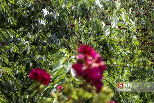 برداشت گیلاس