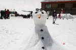 دبب