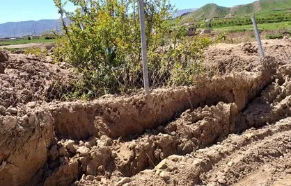 ۸۰ هکتار از انارستان&zwnj;ها و انجیرستان&zwnj;های معمولان و کوهدشت تخریب شده&zwnj;اند / احتمال شیوع بیماری بین درختان