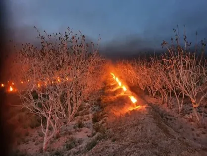 سرما زدگی در کمین باغات پسته /ستاد بحران کشور سهمیه سوخت برای رفسنجان ارسال کند