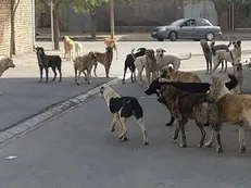 حمله سگ‌های ولگرد به یک میش در دماوند