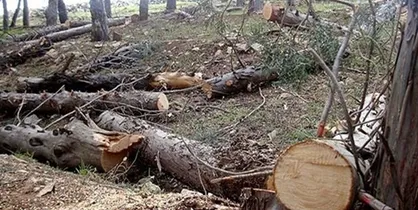 مجلس به تخلفات کمیسیون ماده ۷ در صدور مجوز قطع درختان ورود می&zwnj;کند