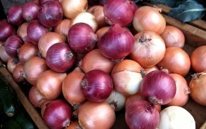 خرید و عرضه پیاز برای تنظیم بازار با توجه به مصوبات قرارگاه امنیت